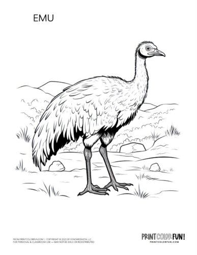 Emu coloring page - bird clipart at PrintColorFun com