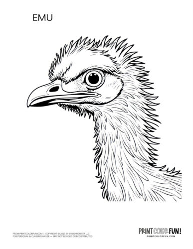 Emu head coloring page - bird clipart at PrintColorFun com