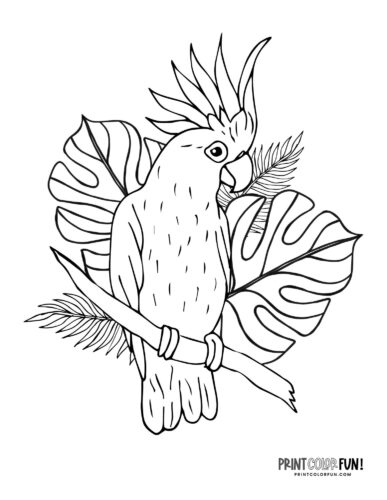 Exotic cockatoo parrot coloring page - PrintColorFun com