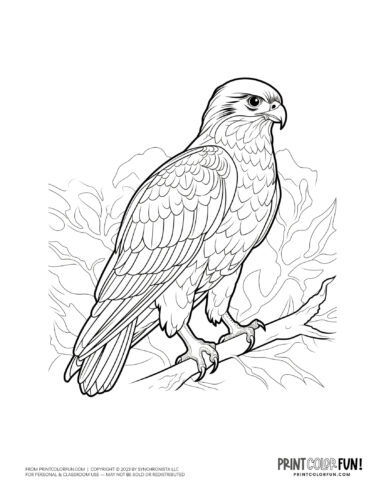 Falcon bird coloring page clipart from PrintColorFun com