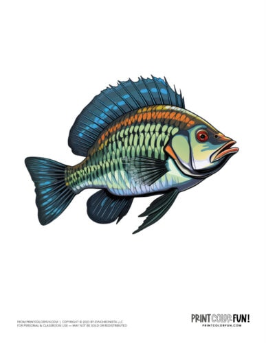 Fish color clipart graphic from PrintColorFun com (1)