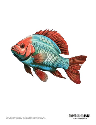 Fish color clipart graphic from PrintColorFun com (4)