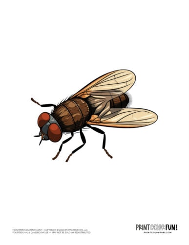 Fly clipart drawing from PrintColorFun com 1