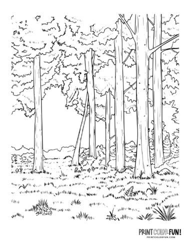 Forest coloring page clipart at PrintColorFun com 1