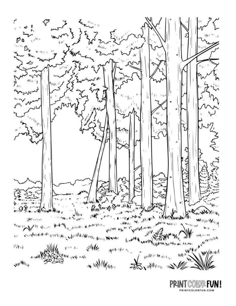 15 Forest clipart & coloring pages: Learning fun with mountains, trees ...