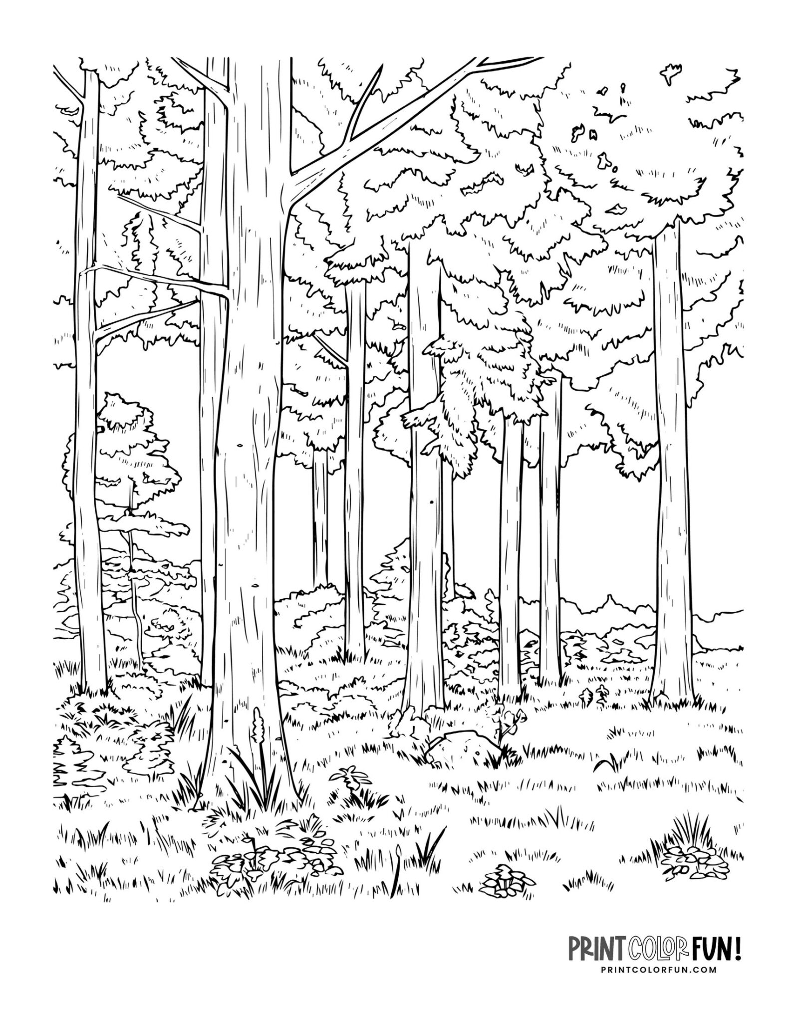 15 Forest clipart & coloring pages: Learning fun with mountains, trees ...