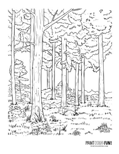 Forest coloring page clipart at PrintColorFun com 2