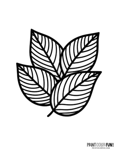 Four leaves coloring page from PrintColorFun com