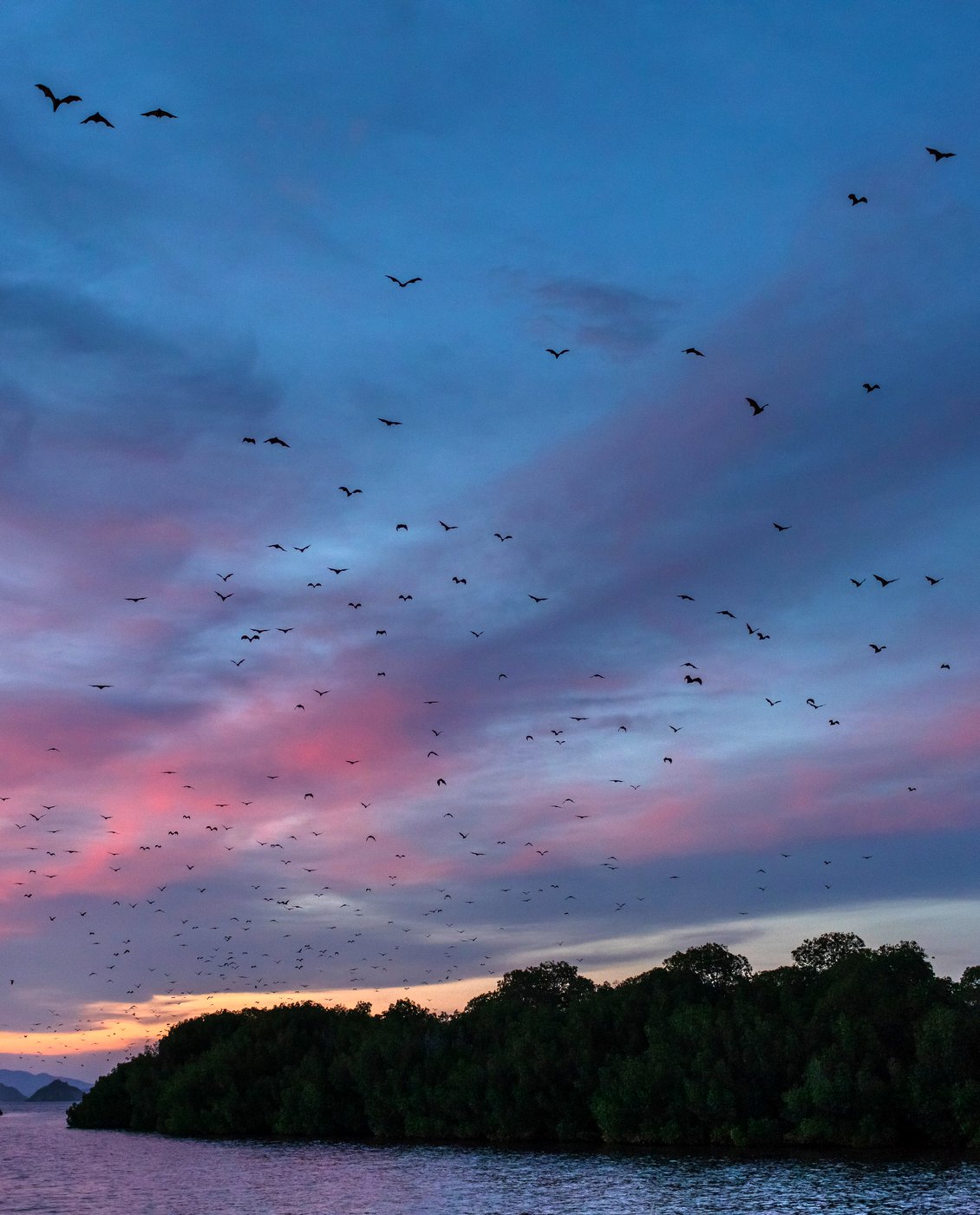Fox bat flying in the sunset sky on Kalong Island (Fruit Bat Island)