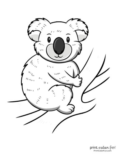 10 free cute koala coloring pages print color fun