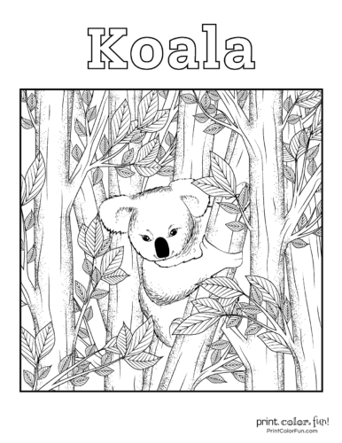 online koala coloring pages