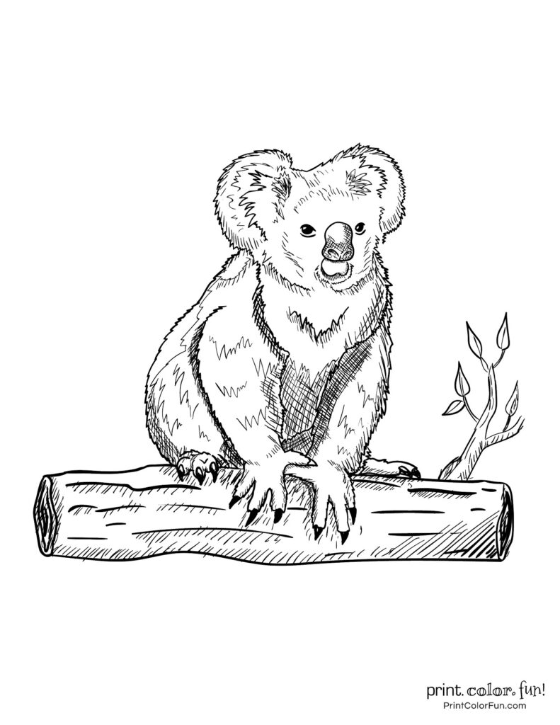 10 free cute Koala coloring pages, at