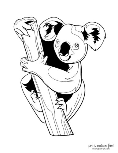 10 free cute koala coloring pages print color fun