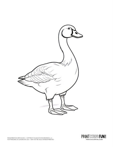 Goose coloring page - bird clipart at PrintColorFun com