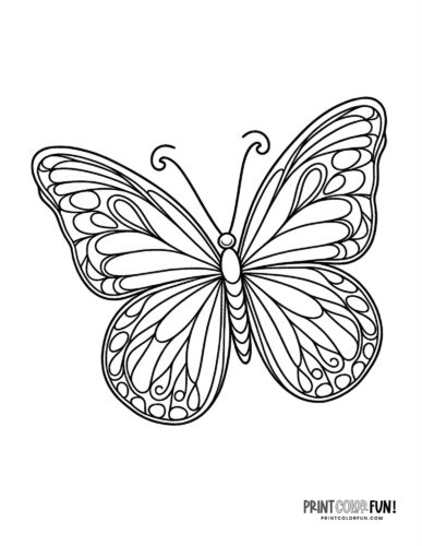 Graceful butterfly coloring page - PrintColorFun com