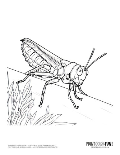 Grasshopper coloring page drawing from PrintColorFun com (1)