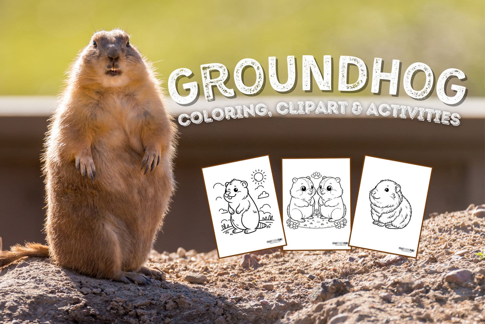 Groundhog woodchuck coloring page clipart activities from PrintColorFun com