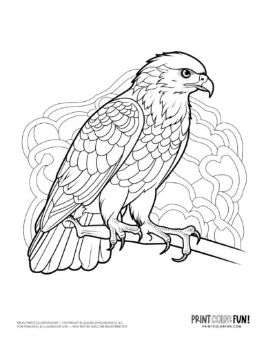 Hawk bird coloring page clipart from PrintColorFun com