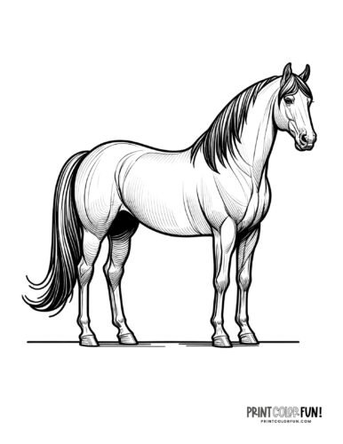 Horse coloring page clipart from PrintColorFun com