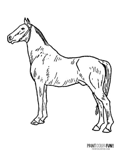 Horse line art (3) coloring page at PrintColorFun com