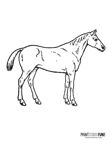 Horse line art (5) coloring page at PrintColorFun com