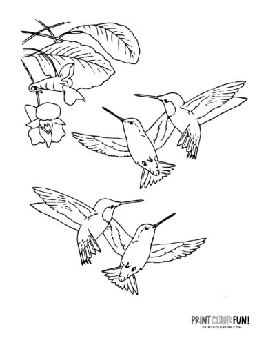Hummingbird coloring page at PrintColorFun com 01