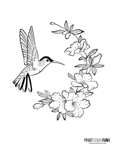 Hummingbird coloring page at PrintColorFun com 02