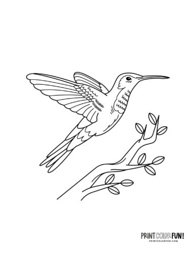 Hummingbird coloring page at PrintColorFun com 05