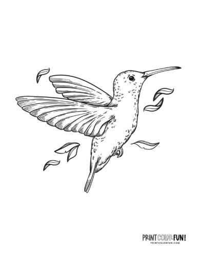 Hummingbird coloring page at PrintColorFun com 06