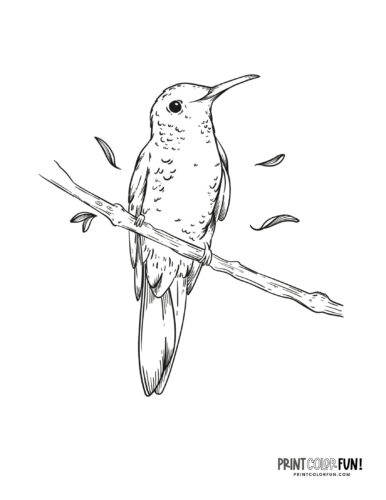 Hummingbird coloring page at PrintColorFun com 07