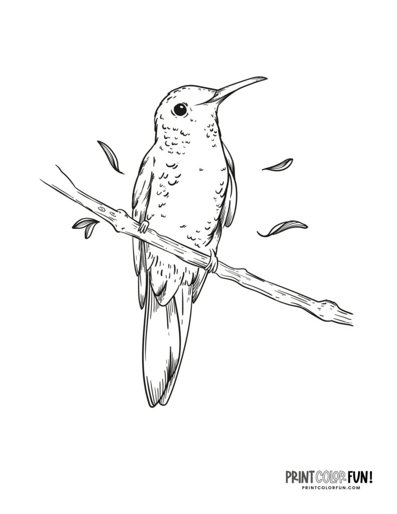 15+ hummingbird clipart and coloring pages, plus fun craft ideas ...