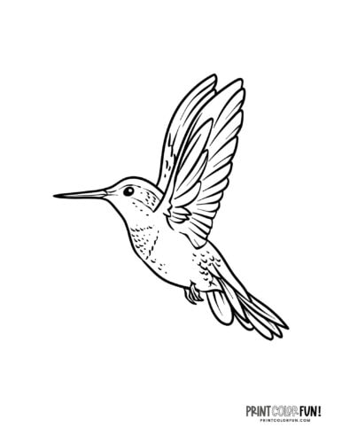 Hummingbird coloring page at PrintColorFun com 08