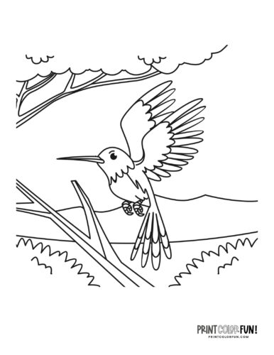 Hummingbird coloring page at PrintColorFun com 09