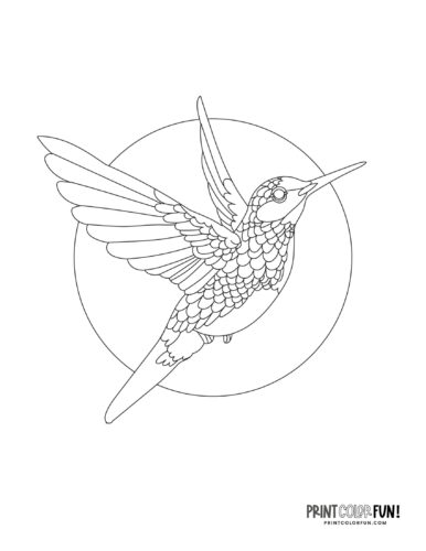 Hummingbird coloring page at PrintColorFun com 10