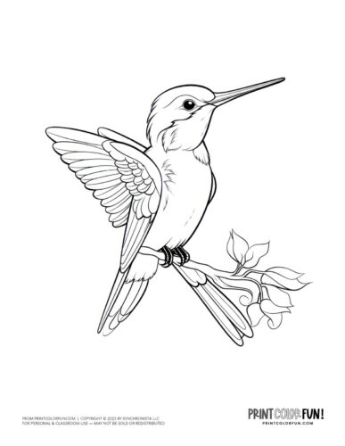 Hummingbird coloring page - bird clipart at PrintColorFun com