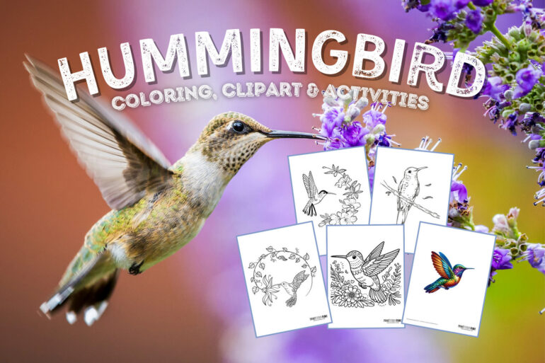 Hummingbird coloring page clipart activities from PrintColorFun com