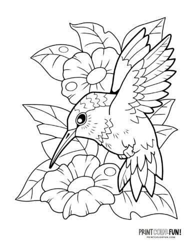 Hummingbird coloring printable and clipart from PrintColorFun com 1