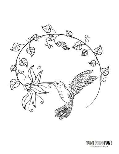 Hummingbird coloring printable and clipart from PrintColorFun com 2