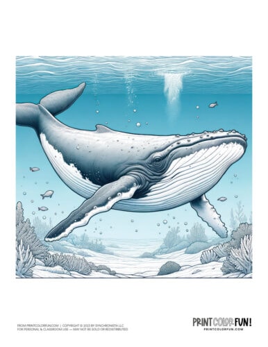 Humpback whale color clipart from PrintColorFun com