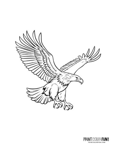 Iconic bald eagle bird coloring page clipart from PrintColorFun com