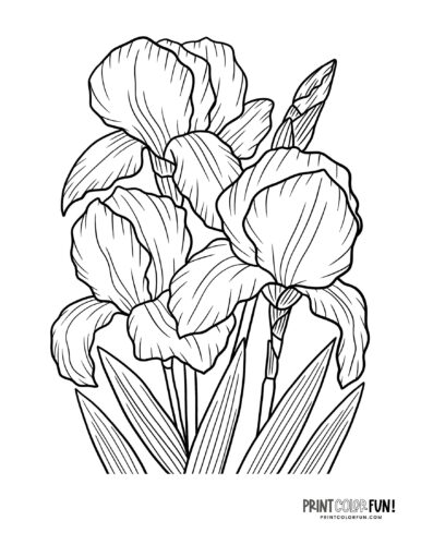 Iris flower coloring page at PrintColorFun com from PrintColorFun com