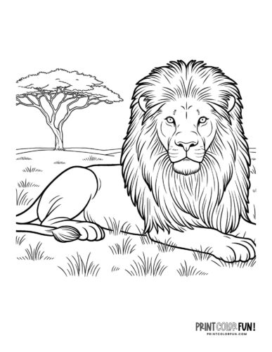 Lion in the Savanna coloring page - PrintColorFun com