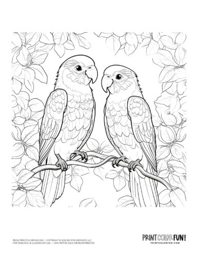 Lovebirds bird coloring page clipart from PrintColorFun com