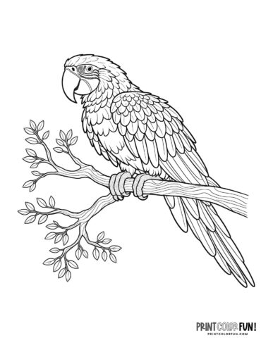 Macaw parrot coloring page - PrintColorFun com