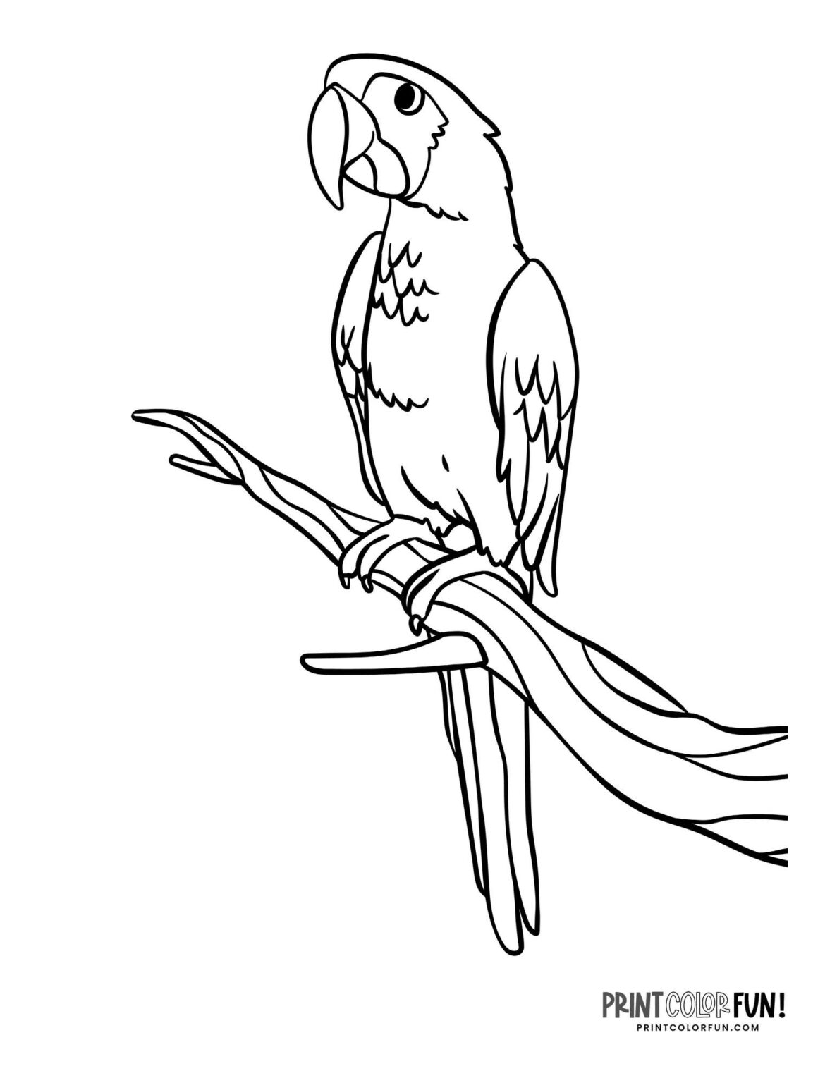 Parrot clipart & coloring pages + 10 fun parrot-themed activities for ...