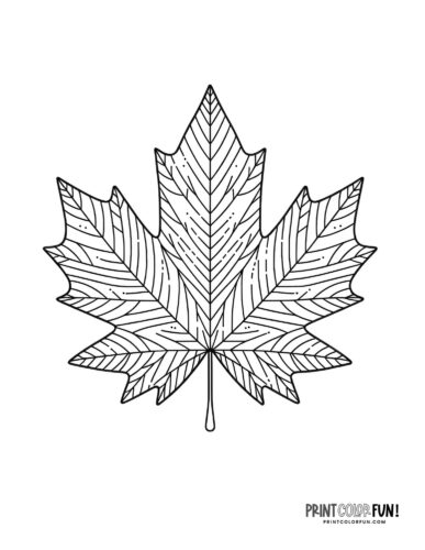 Maple leaf coloring page from PrintColorFun com