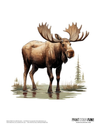 Moose drawing color clipart from PrintColorFun com (2)