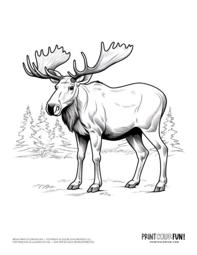 Moose drawing coloring page from PrintColorFun com