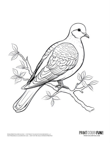 Mourning dove coloring page - bird clipart at PrintColorFun com