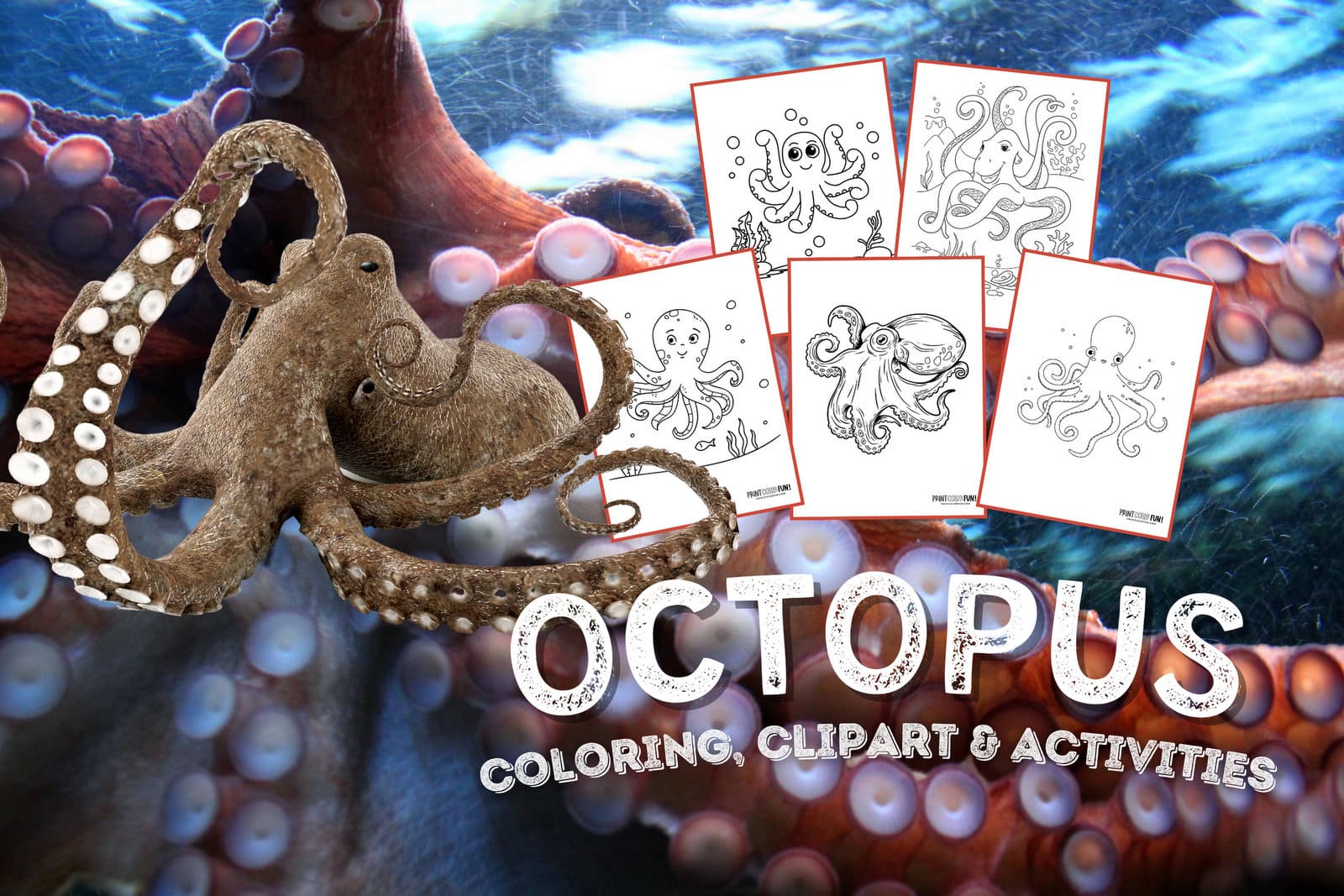 Octopus coloring page clipart activities from PrintColorFun com